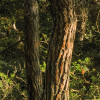 Blütenzauberwald