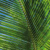 Caribbean Days II
