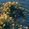Mediterranes Spektakel