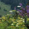 Naturpark Allgäuer Hochalpen