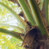 Piratenversteck