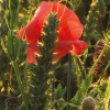 Poppy World I