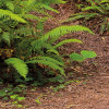 Redwood Trail