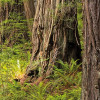 Redwood Trail