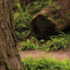 Redwood Trail
