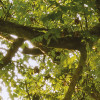 The Magic Tree