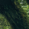 Ancient Green 