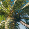 Coconut Heaven II 