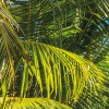 Coconut Heaven 