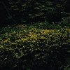 Fjordland Woods 