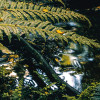 Fjordland Woods 