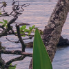 Hawaiian Dreams 