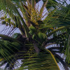 Hawaiian Dreams 