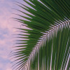 Hawaiian Dreams 