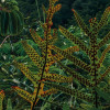 Jurassic Island 
