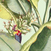 Banana Grove