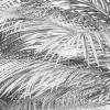 Cocco