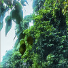 Rainforest