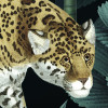 Jungle Night