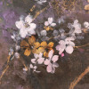 Hanami