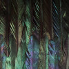 Dark Wings