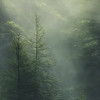 Misty Crowns
