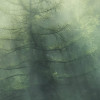 Misty Crowns