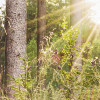 Summer Glade