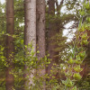 Summer Glade