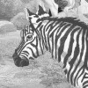 Flora and Fauna