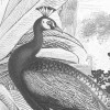 Flora and Fauna
