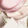 Petals