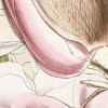 Petals