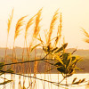 Lakeside