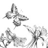 Butterfly Field