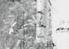 Woods