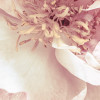 Peonies