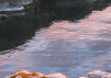 Spiegelküste