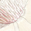Petals