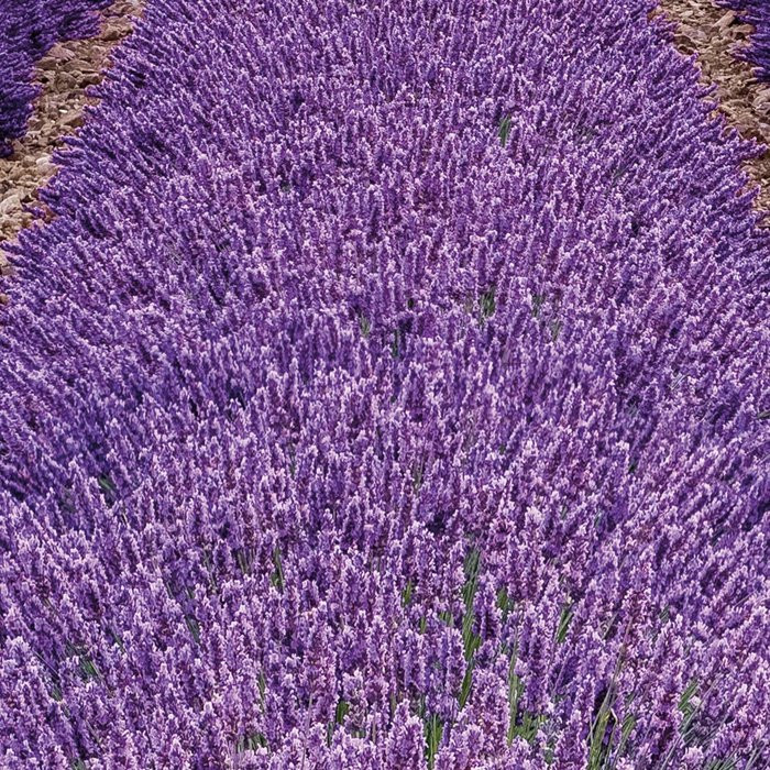 Provence