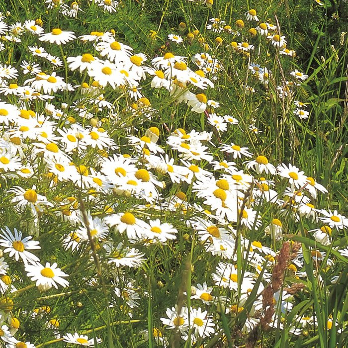 Meadow