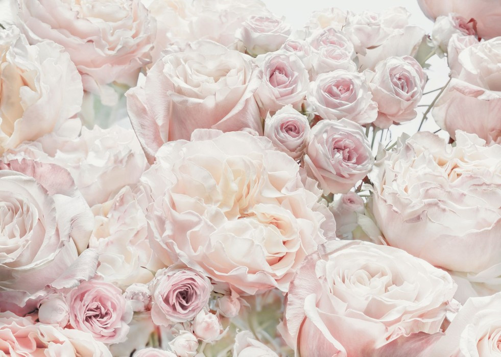 Spring Roses