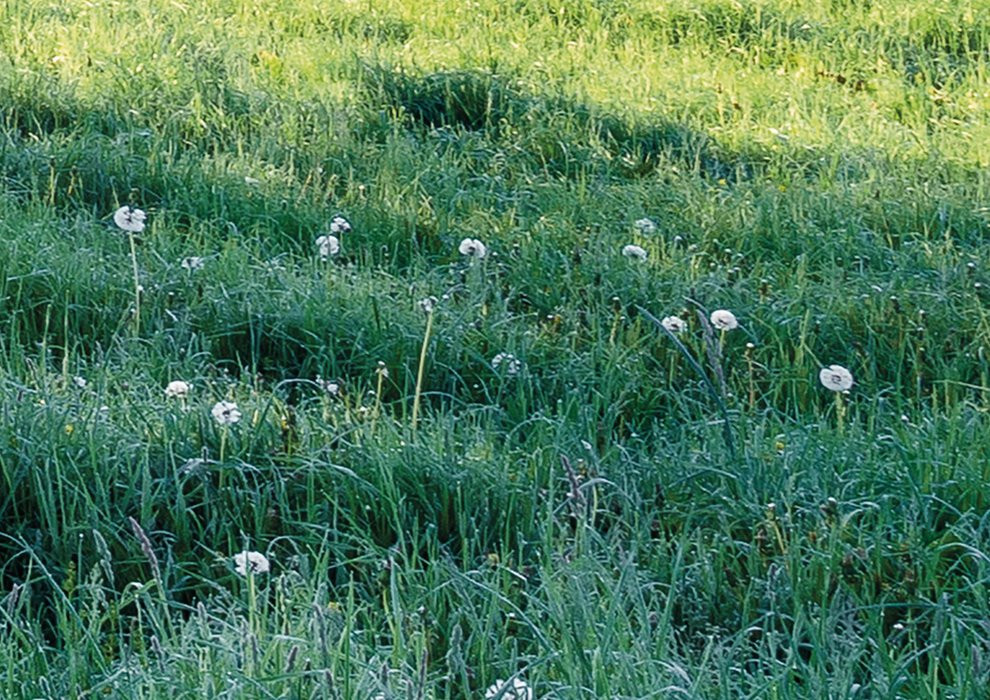 Meadow Trail
