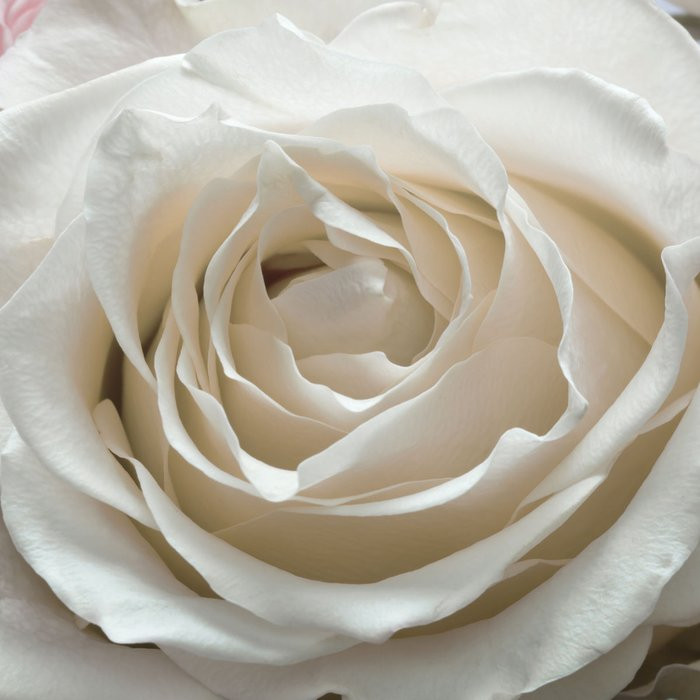 Floraison