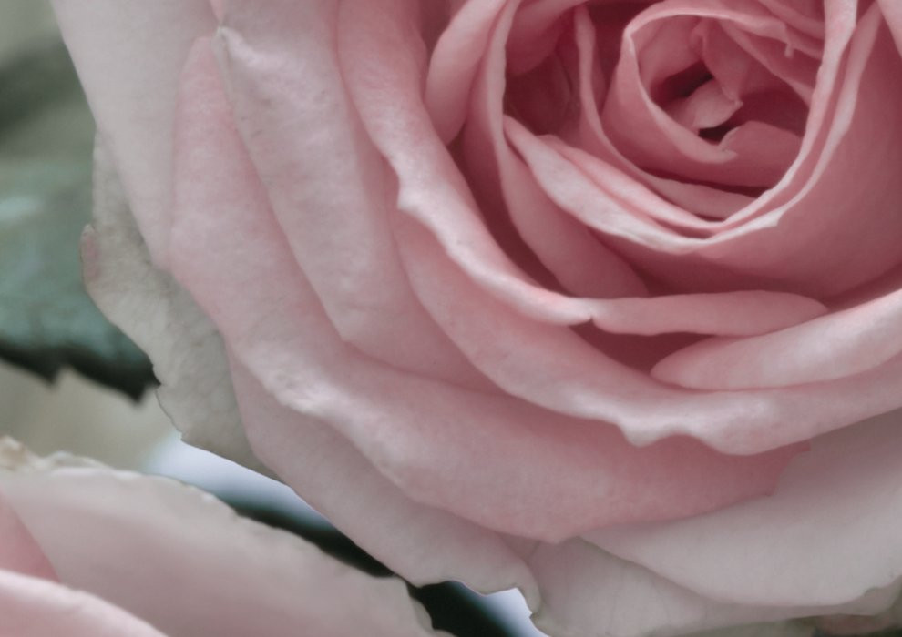 Floraison