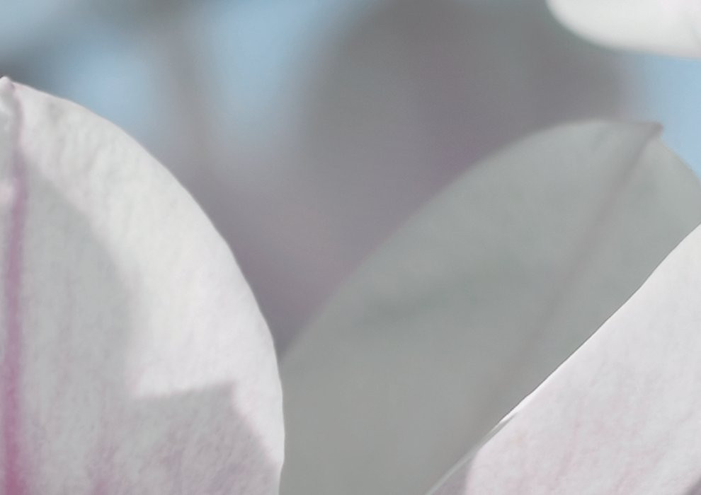 Magnolia