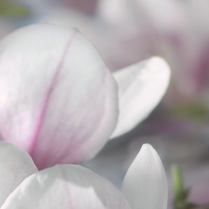 Magnolia