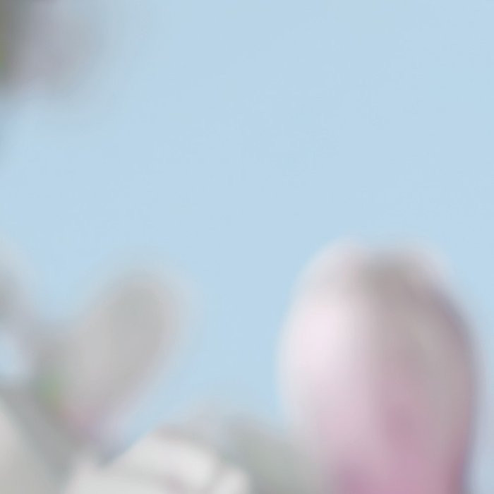 Magnolia