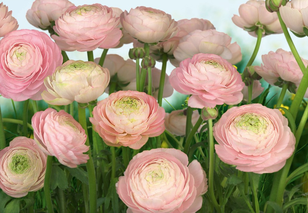 Gentle Rosé