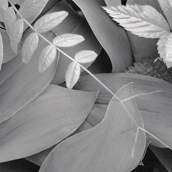Forest Floor
